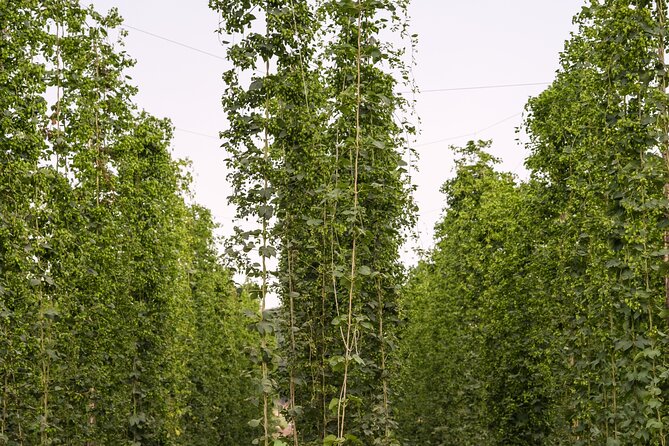 Agricultural Brewery Tour in the Roman Countryside - Timing, tickets, and how to plan your day